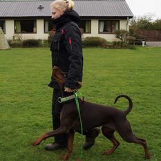 Dobergaarden Forever LaQuicha Dobergaarden Forever LaQuicha