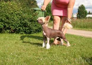 Crested Starz Humphry Bogart Crested Starz Humphry Bogart