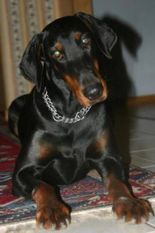 Onyx von Morosso Onyx von Morosso