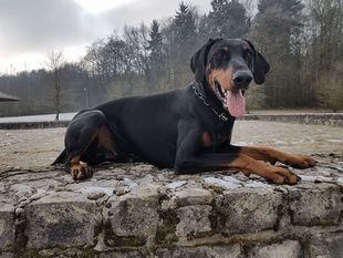 Rudolf (Herber) Rudolf (Herber)