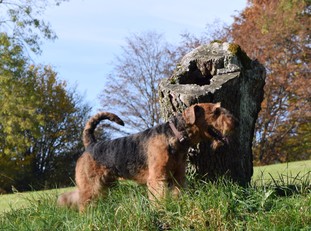 Comet Clooney vom Erfurther Hof Comet Clooney vom Erfurther Hof