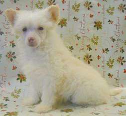 Doucai's Blonde Blagger Doucai's Blonde Blagger
