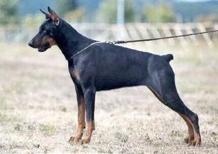 Nala del Diamante Nero Nala del Diamante Nero