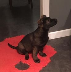 Gråmanns Meja Gråmanns Meja