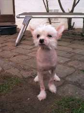 Be My Dog's Call Me Feature Be My Dog's Call Me Feature