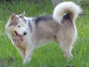 Wayeh Tugline Nanuq Wayeh Tugline Nanuq