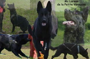 Mc Larenn de la Petite Vernusse Mc Larenn de la Petite Vernusse