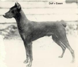 Dolf von Essen Dolf von Essen