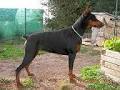 Astrid De Dashlut Astrid De Dashlut