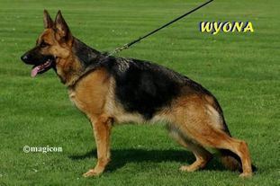 Wyona vom Praester-Land Wyona vom Praester-Land