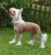 Proud Pony Limelight Proud Pony Limelight