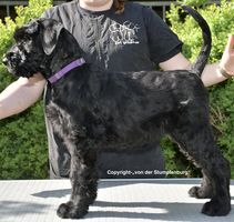 Questa von der Stumpfenburg
Schnauzer Geant
20. Fev 2025