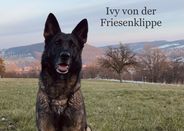 Ivy von der Friesenklippe