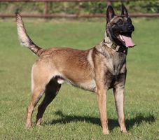 Centrefire Herros
Belgian Shepherd (Malinois)
19. May 2023