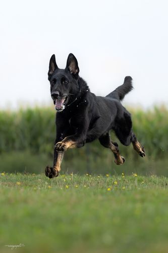 Grifit de Parayas
German shepherd dog (Stockhaar)
11. ene 2019