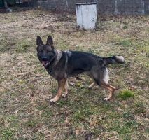 Ada Vidovdan
German Shepherd Dog (short-haired)
10. Maj 2023