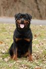 Dark Thunder Rott Agatha