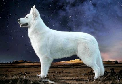 Miray of White Finess