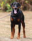 Kenzo von der Zonser Heide