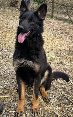 Runa vom Schwarzer Hahn
German Shepherd (short-haired)
15. May 2023