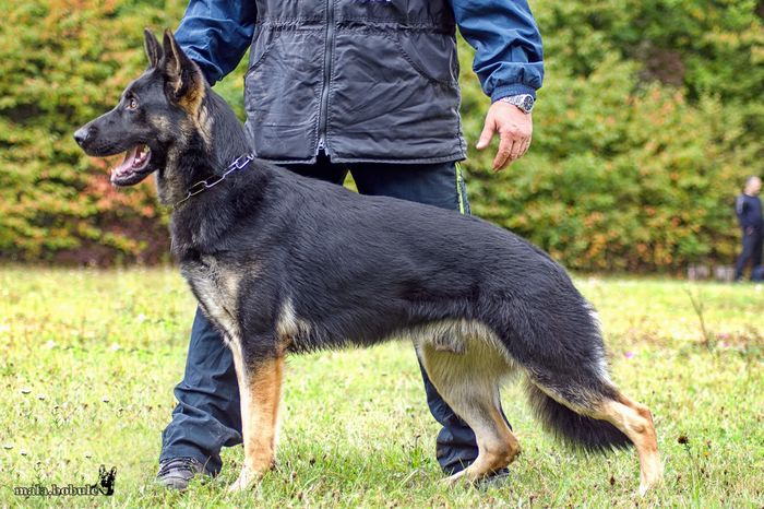J'Fox z Lounského chovu
Německý ovčák (krátkosrstý)
19. bře 2019
