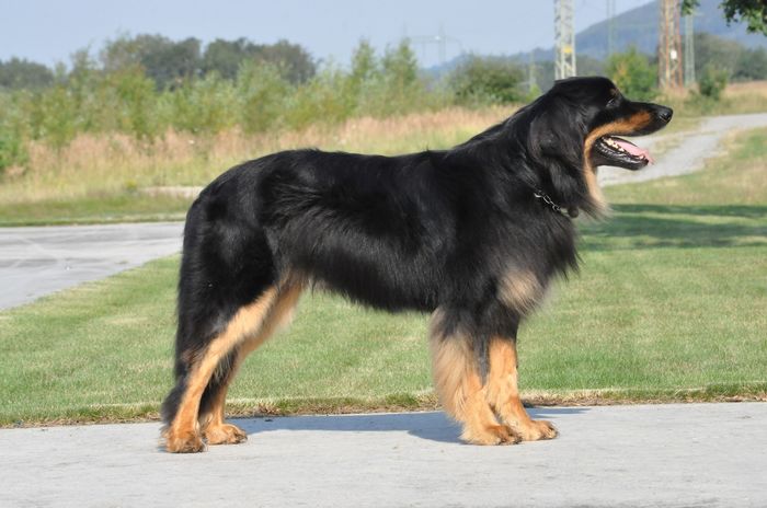 Pusztai-Pandur Woody