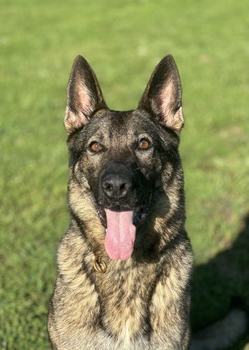 Olympia z Arthemilly
German shepherd dog (Stockhaar)
6. mar 2020