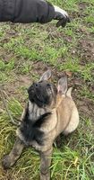 Hesselballe Tesla
German Shepherd Dog (short-haired)
4. Okt 2024