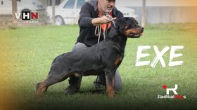 Exe vom Hause Neska
Rottweiler
26. Οκτ 2022
