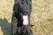 Brutus Jamadog