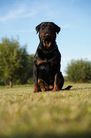 Pixie from House Hertog