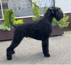 Xaro von der Schönburg