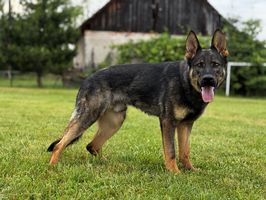Cannabis Expalude
German Shepherd (short-haired)
7. Apr 2024