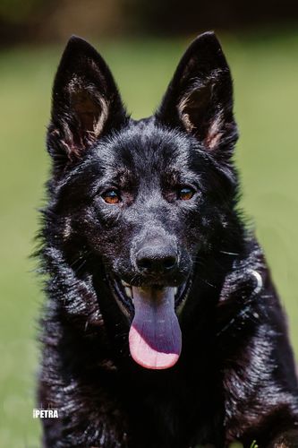 Cosma z Gargamellu
German Shepherd (short-haired)
13. Nov 2024