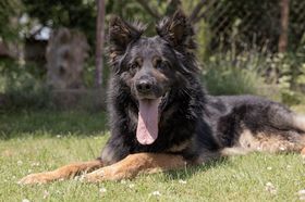 Avicii von den glorreichen Halunken
German Shepherd (long-haired)
7. Jun 2019