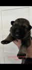 Cutulus B-litter Cutulus Xilli-Amagers Harvey) Born 28. December 2023