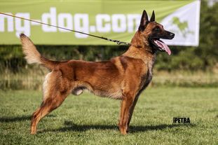 working-dog Jet working-dog Jet