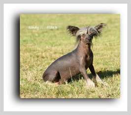 Sindy- Elite B Dam Of Merit Sindy- Elite B Dam Of Merit