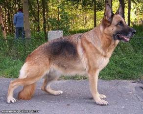 Arvarench Rakita Arvarench Rakita
