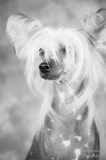 Xioma Some Like It Hot Xioma Some Like It Hot