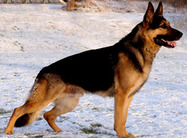 dog image background