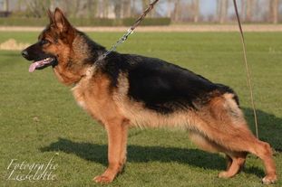 Yuma-cuna van de Ybajo Hoeve Yuma-cuna van de Ybajo Hoeve