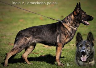 India z Lomeckeho polesi India z Lomeckeho polesi