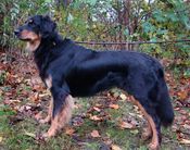Zimba von der Asseburg