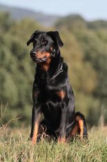 Cardinale Canis Mayrau Cardinale Canis Mayrau
