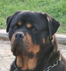 Cora de Batanen Cora de Batanen