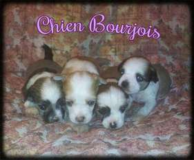Helado De Le Chien Bourjois Helado De Le Chien Bourjois