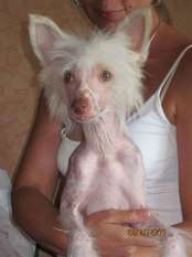 Gloria So Pretty De Fageiro Gloria So Pretty De Fageiro