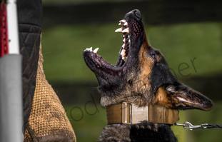 Buakaw Wolfserbe Buakaw Wolfserbe