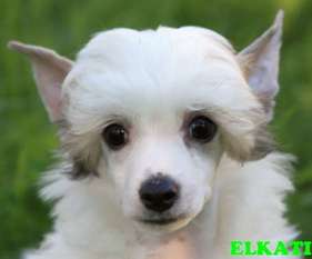 Valko Elkati Valko Elkati